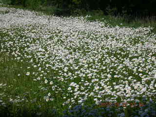 Afton run - white flowers