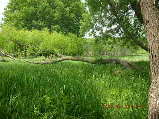 Carver Park meadow