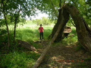 Carver Park meadow - another tree arch