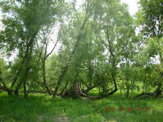 Carver Park meadow - George sitting