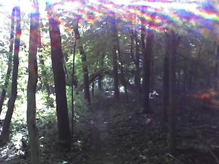 Carver Park woods