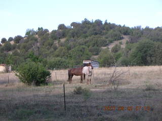 Young -- Chapman Ranch Airport - run to Chapman Ranch - horses