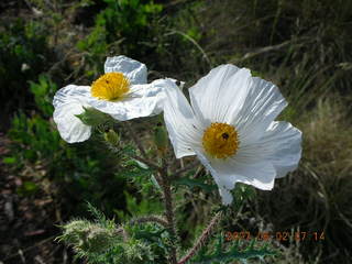 Young - flowers on the run - run to Chapman Ranch - flowers