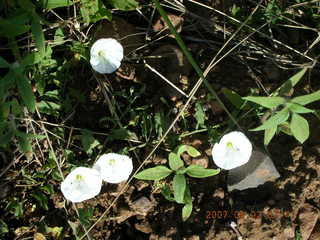 Young - flowers on the run - run to Chapman Ranch - flowers