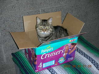 Gary and Jackie - Quealo the cat