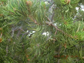 Grand Canyon view - fragrant pine needles