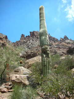 Siphon Draw hike - saguaro cactus