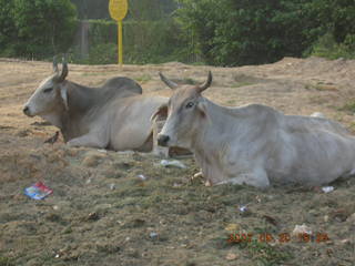 morning run, Gurgaon, India