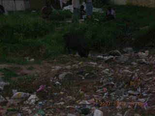 roadside pig on morning run (dark) - running in Gurgaon, India