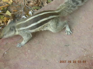 cute chipmonk at red fort, delhi