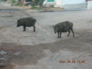 morning run, Gurgaon, India - pigs