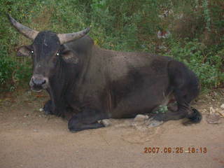 morning run - Gurgaon, India - bull