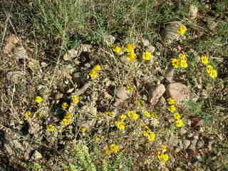 Chapman Ranch run in Young, Arizona - flowers