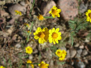 Chapman Ranch run in Young, Arizona - flowers