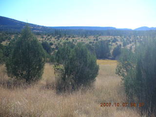 Chapman Ranch run in Young, Arizona - flowers