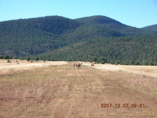 Chapman Ranch Airport - cows