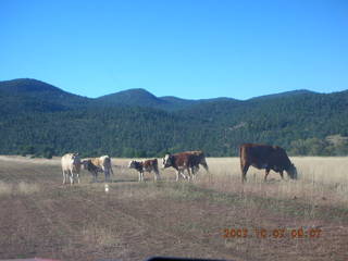 Chapman Ranch Airport runway with cows