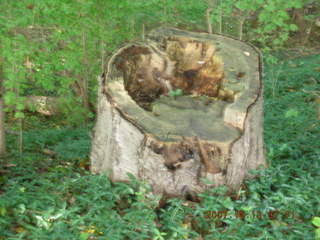 Shore AC XC - Holmdel Park - tree trunk