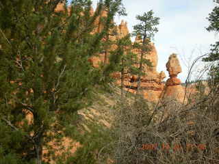 Bryce Canyon - twisted dead tree