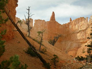 Bryce Canyon - bird on the ground