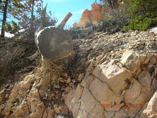 Bryce Canyon - Peek-a-boo loop - dead tree
