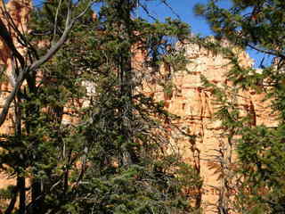 Bryce Canyon - Peek-a-boo loop - dead tree