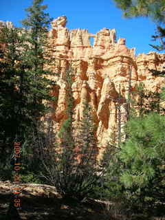 Bryce Canyon - Peek-a-boo loop - dead tree