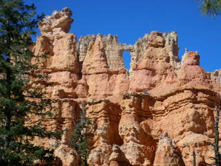Bryce Canyon - Peek-a-boo loop - dead tree