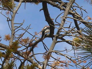 Bryce Canyon - Navajo loop - bird