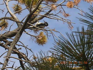 Bryce Canyon - Navajo loop - bird