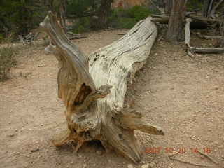 Bryce Canyon - twisted dead tree