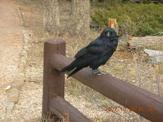 Bryce Canyon - raven
