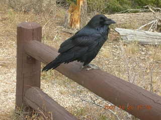 Bryce Canyon - raven