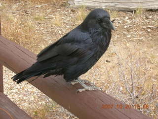 Bryce Canyon - raven