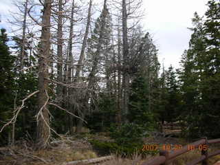 Bryce Canyon - Bristlecone loop