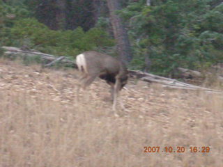 Bryce Canyon - mule deer