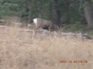 Bryce Canyon - mule deer