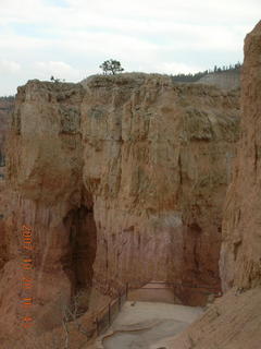 Bryce Canyon - mule deer