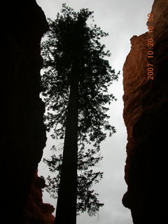 Bryce Canyon - Navajo loop - Wall street