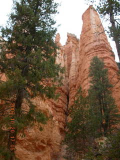 Bryce Canyon - Navajo loop - tall, patient trees in Wall Street