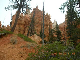 Bryce Canyon - Navajo loop - tall, patient trees in Wall Street