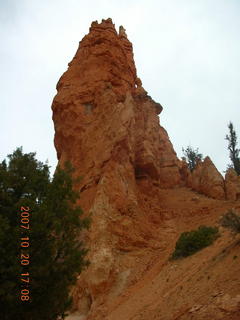 Bryce Canyon - Navajo loop - tall, patient trees in Wall Street