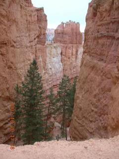 Bryce Canyon - Navajo loop - bottom of tall tree