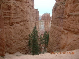 Bryce Canyon - Navajo loop - bottom of tall tree