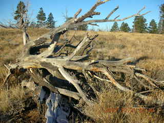 Bryce Canyon - rim trail - twisted dead tree