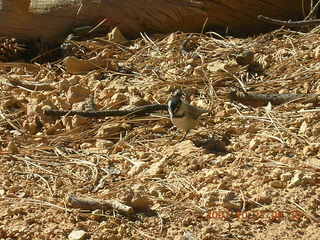 Bryce Canyon - Fairyland trail - bird