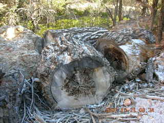 Bryce Canyon - Fairyland trail