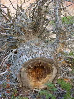 Bryce Canyon - Fairyland trail
