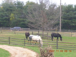 Holmdel Park - foliage - horses