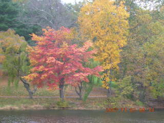 Holmdel Park - foliage